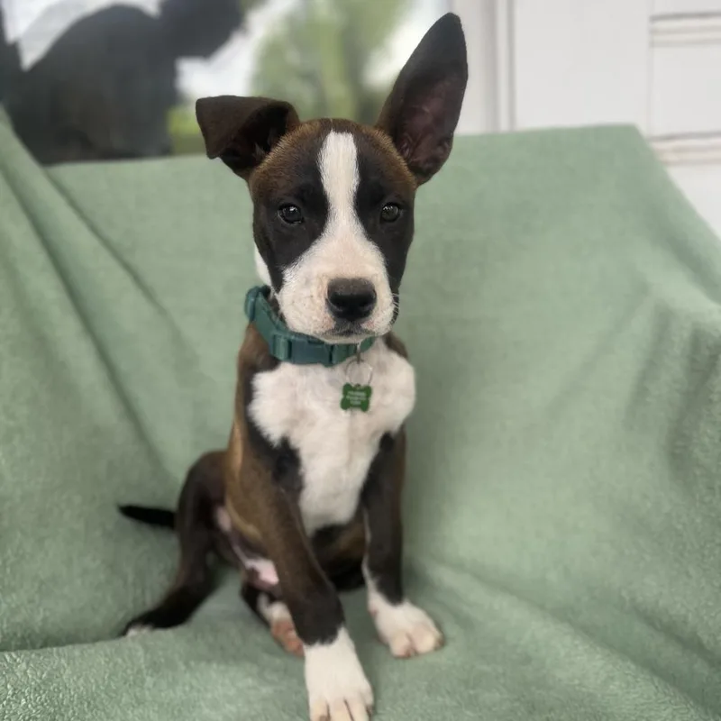 Cool Beans thumbnail 6