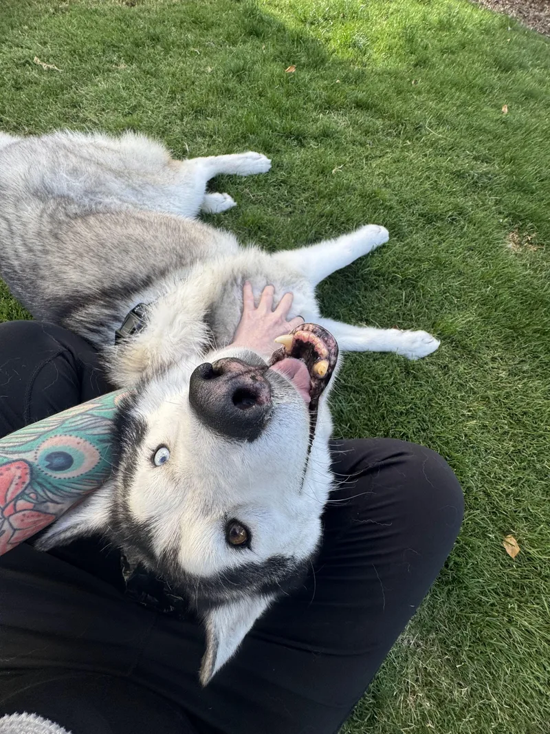 An adult medium-sized male Siberian Husky dog named Kanu for adoption in Studio City, CA