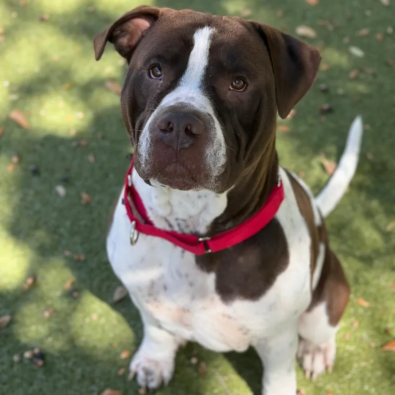 An adult large-sized male Brown / Chocolate Mixed Breed dog named Archie for adoption in Titusville, FL