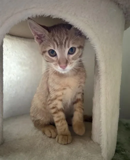 A baby small-sized female Domestic Short Hair cat named Peach for adoption in Sacramento, CA