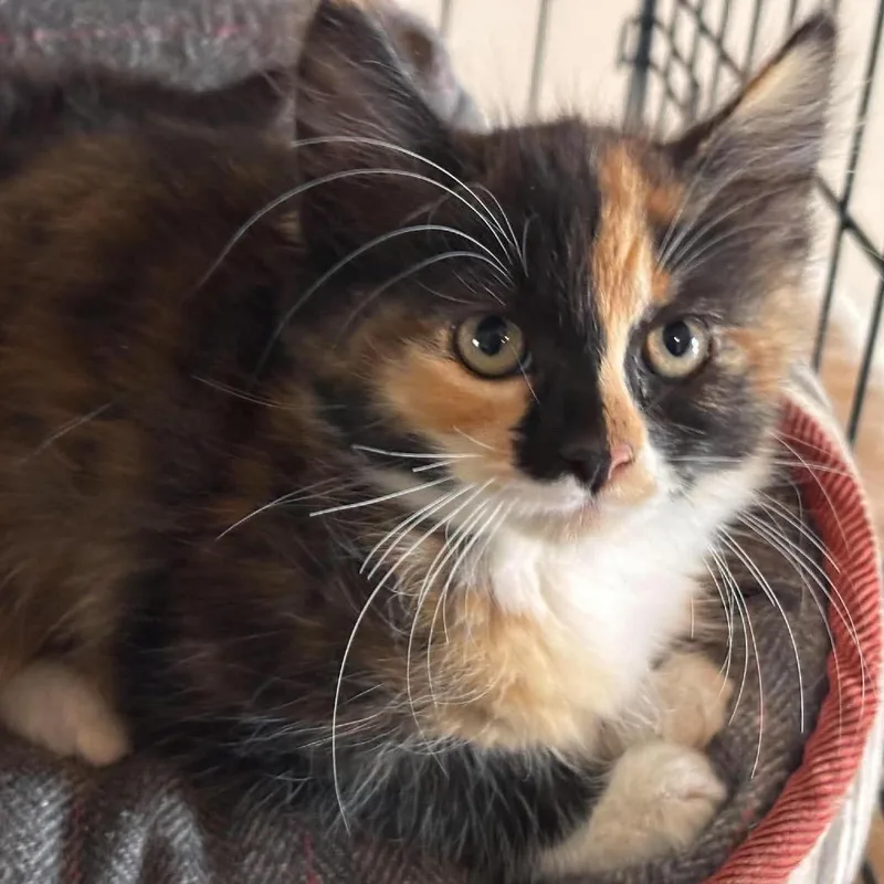 A baby small-sized female Domestic Medium Hair cat named Helga for adoption in Nampa, ID