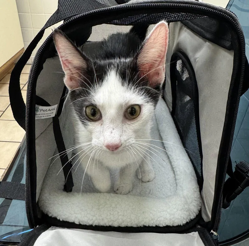 A baby medium-sized male Black & White / Tuxedo Domestic Short Hair cat named Affogoto for adoption in Oviedo, FL