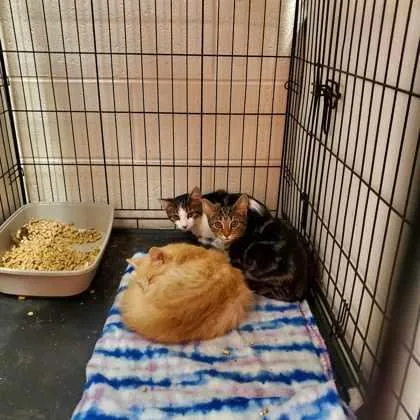 Gretchen Weiners thumbnail 5