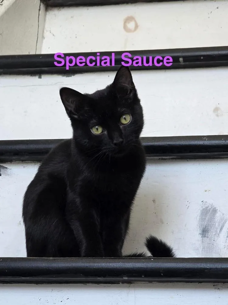 A young medium-sized female Black Domestic Short Hair cat named Special Sauce for adoption in Milton, DE