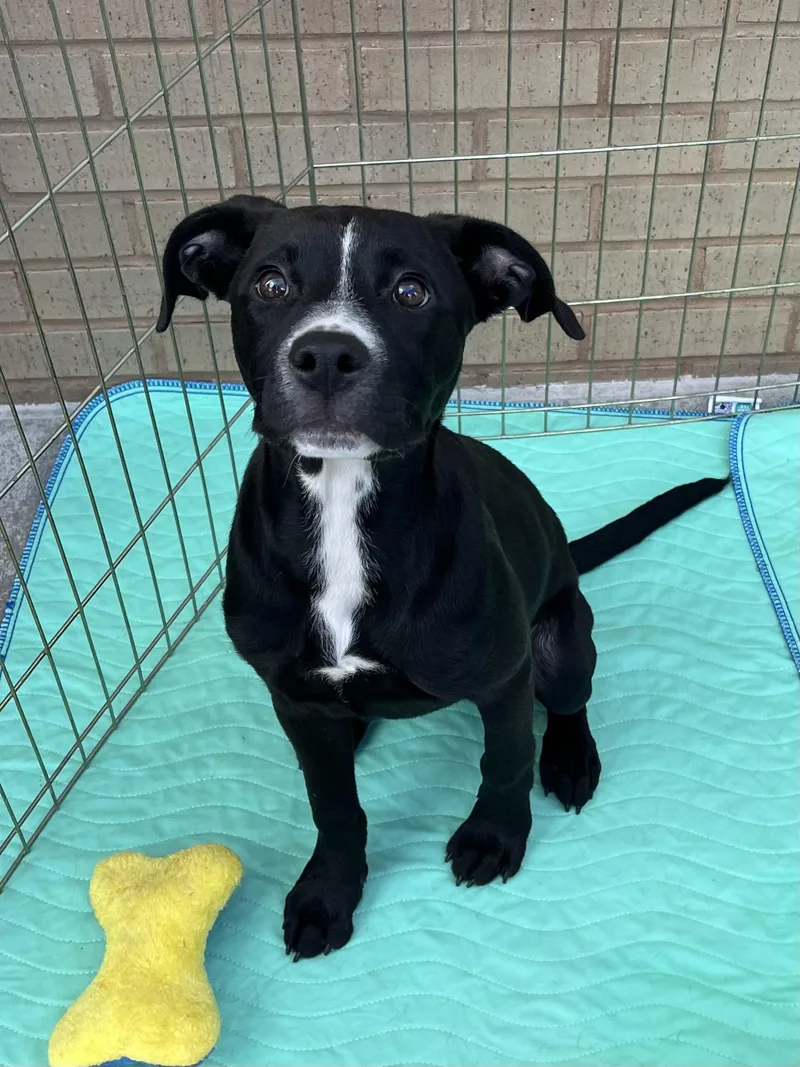 A baby medium-sized female Black Labrador Retriever dog named Shirley for adoption in Greensboro, GA