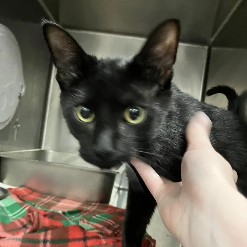 A baby medium-sized male Black Domestic Short Hair cat named Midnight for adoption in Idaho Falls, ID