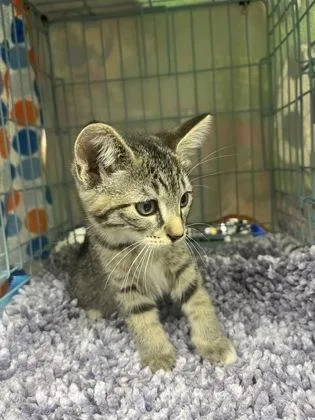 A baby small-sized male Domestic Short Hair cat named Megatron for adoption in Gainesville, FL