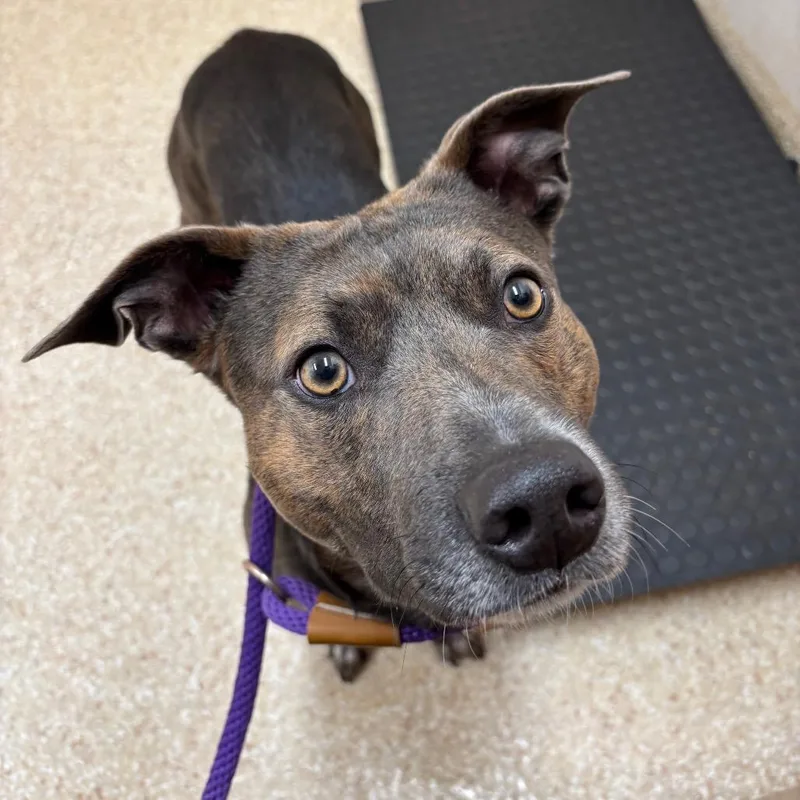 An adult medium-sized male Pit Bull Terrier dog named Mello for adoption in Reno, NV