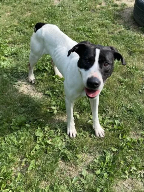 An adult medium-sized female Pit Bull Terrier dog named Lottie for adoption in Clinton Township, MI