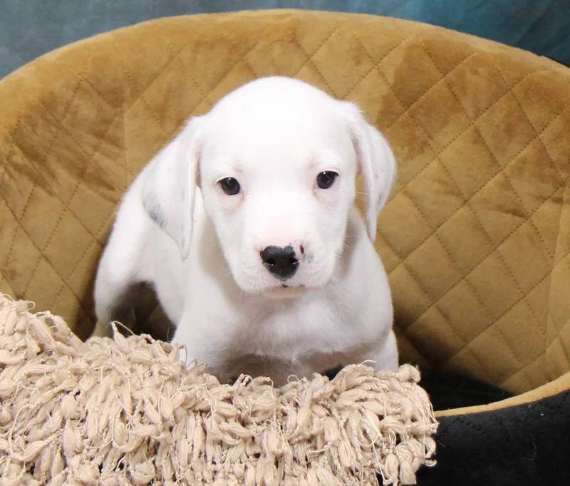 A baby medium-sized male Mixed Breed dog named Snow for adoption in Plain City, OH
