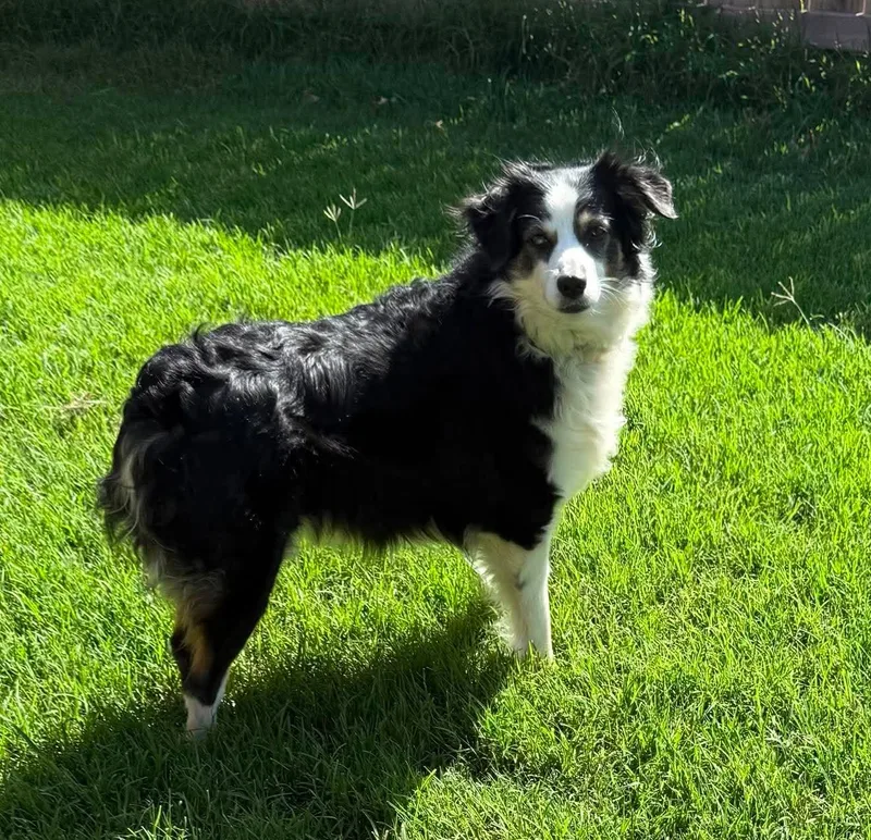 An adult medium-sized female Tricolor (Brown, Black, & White) Australian Shepherd dog named Cricket for adoption in Oklahoma City, OK