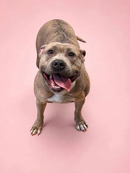 An adult large-sized female Pit Bull Terrier dog named Noki for adoption in Bowling Green, KY