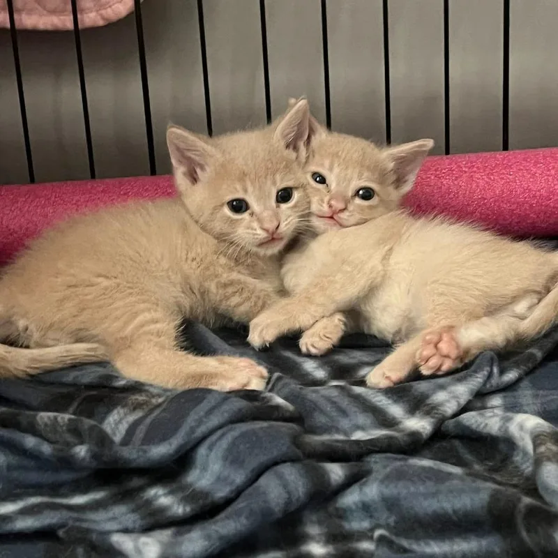 A baby small-sized male Domestic Short Hair cat named Rocket for adoption in Fairfax, VA
