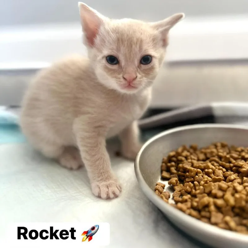 Rocket thumbnail 2