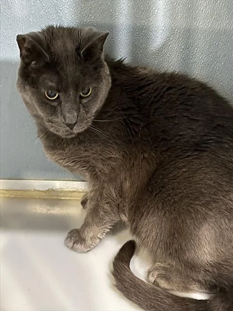 A senior medium-sized male Domestic Short Hair cat named Dorian for adoption in Westminster, MD