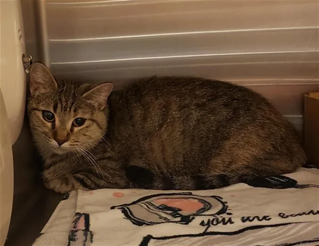 A young medium-sized female Domestic Short Hair cat named Clarice for adoption in Dallas, TX