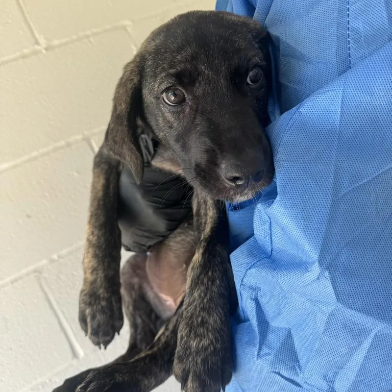 A baby large-sized female Cane Corso dog named Starlight for adoption in LOXAHATCHEE, FL