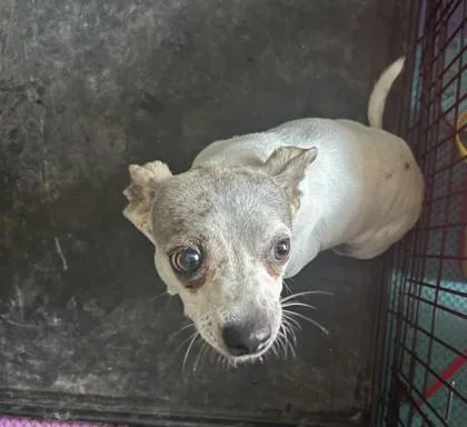 An adult small-sized female Chihuahua dog named Clover for adoption in West Memphis, AR