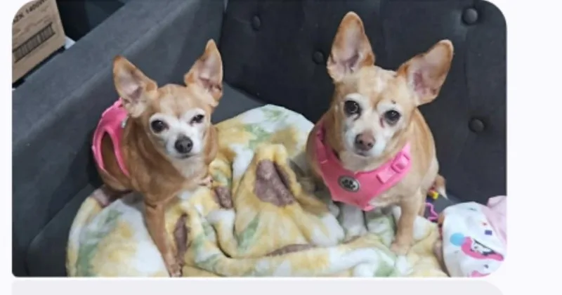A senior small-sized female Yellow / Tan / Blond / Fawn Chihuahua dog named Shirley & Pearl for adoption in Woodsfield, OH