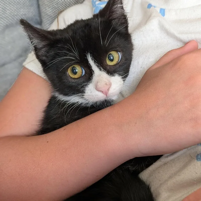 A baby small-sized male Black Domestic Short Hair cat named Dilly Garrett for adoption in Eagle Mountain, UT