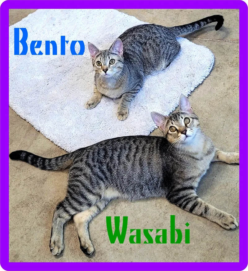 Wasabi & Bento thumbnail 4
