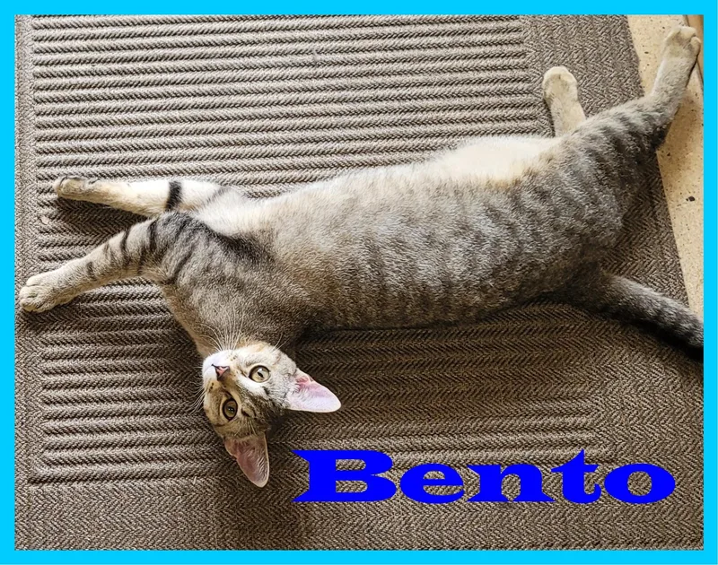 Wasabi & Bento thumbnail 5