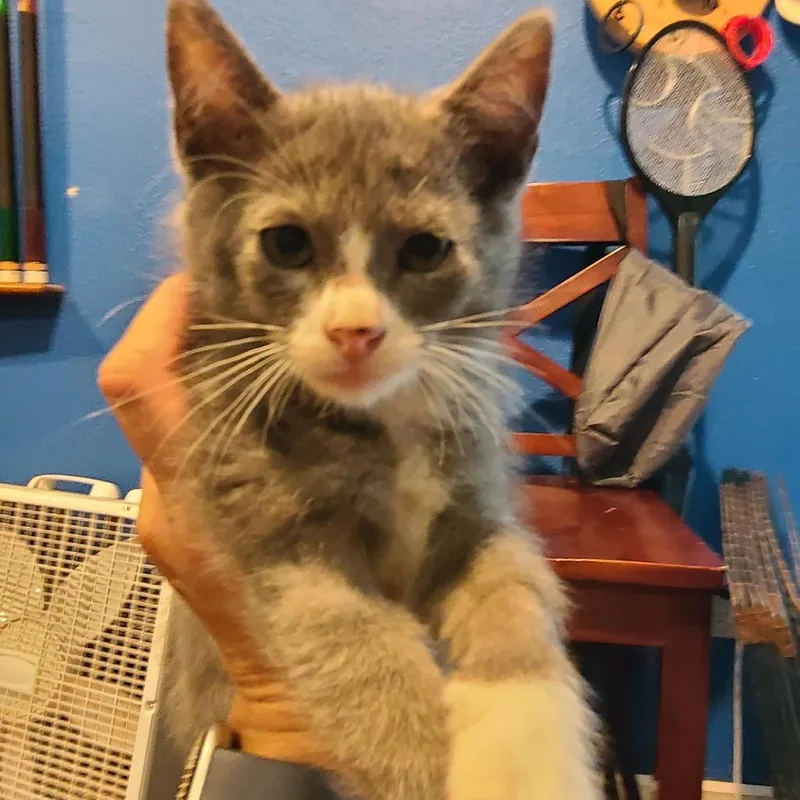 A baby small-sized male Gray / Blue / Silver Domestic Short Hair cat named Wisp ~ C for adoption in Minnetonka, MN