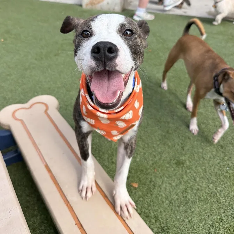 A young small-sized male Pit Bull Terrier dog named Kimber for adoption in Springfield, MO