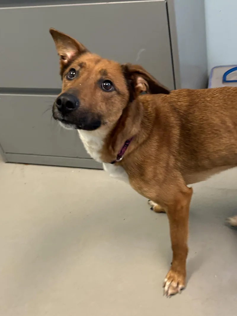 Aurellia thumbnail 2