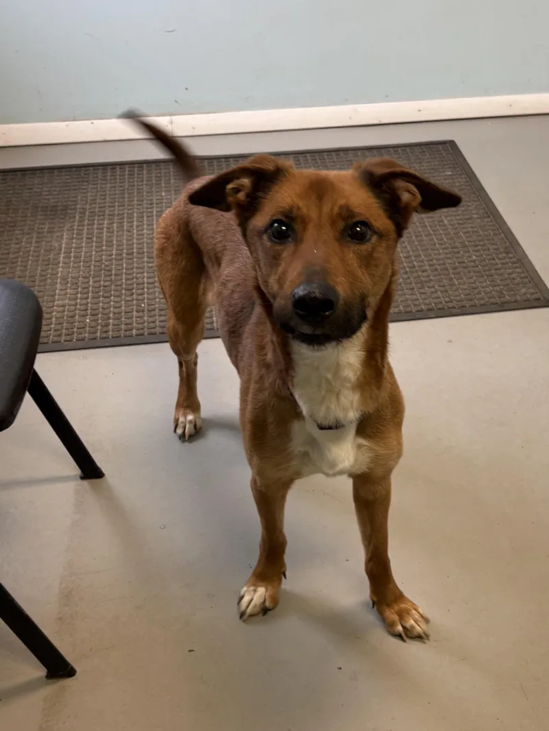 Aurellia thumbnail 3