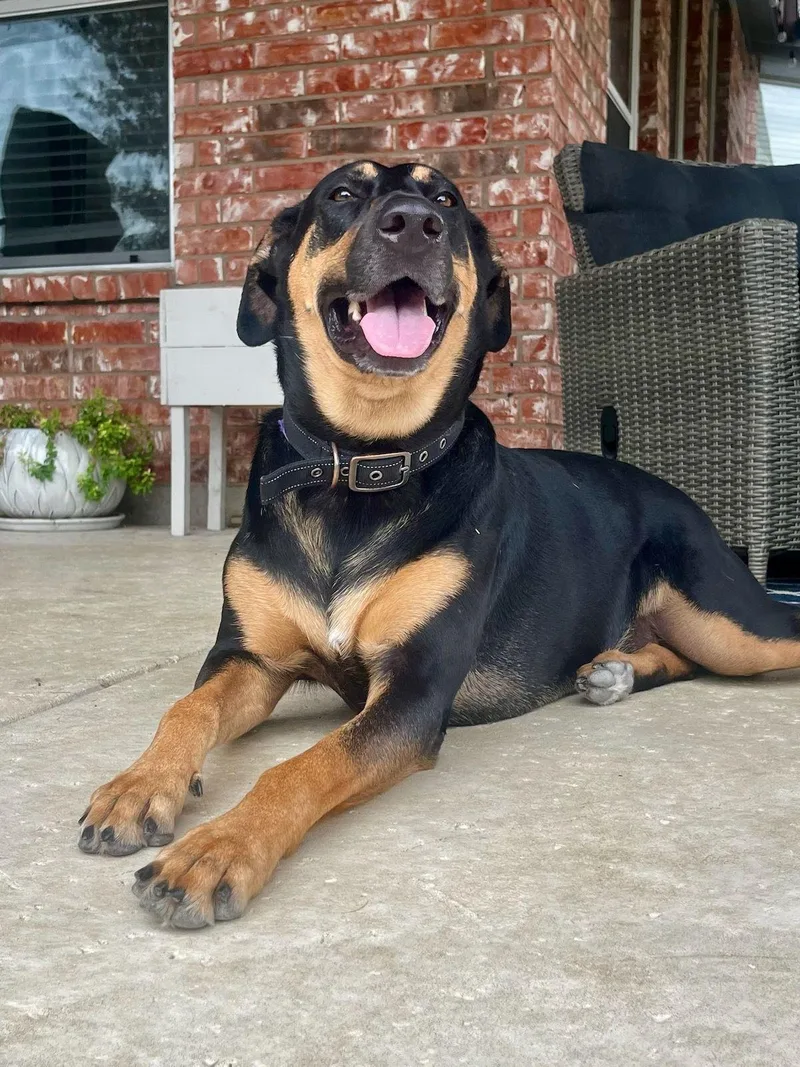 An adult large-sized female Golden Shepherd dog named Candi for adoption in Colleyville, TX