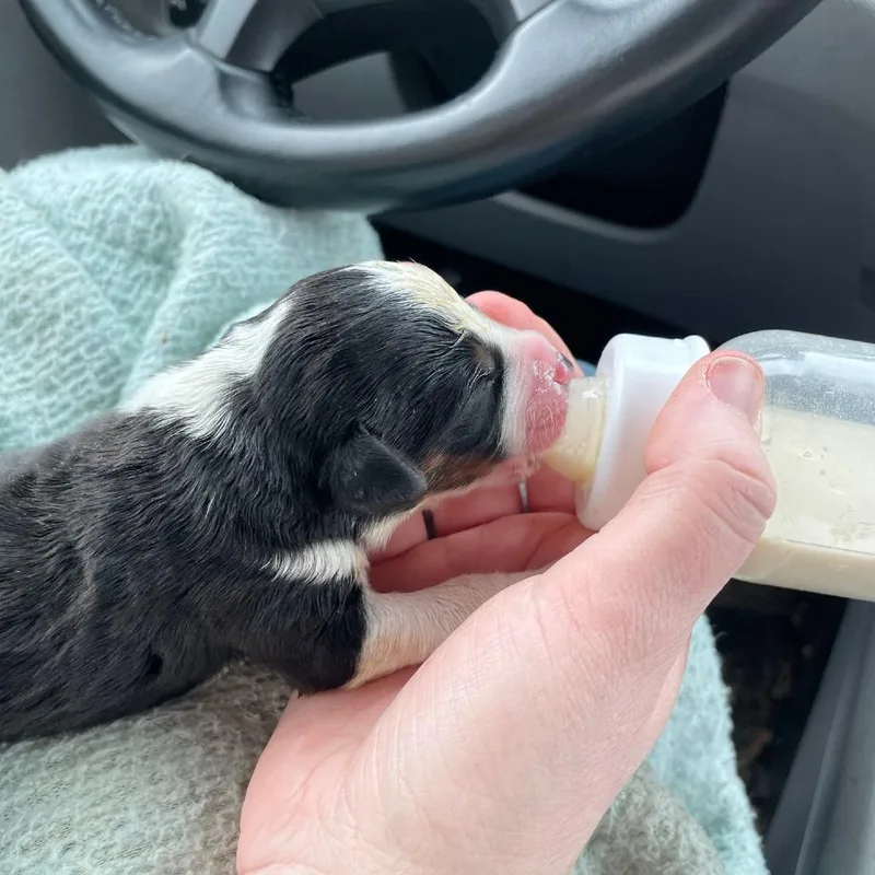 Ginger Tail thumbnail 2