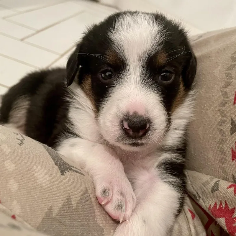 Ginger Tail thumbnail 3