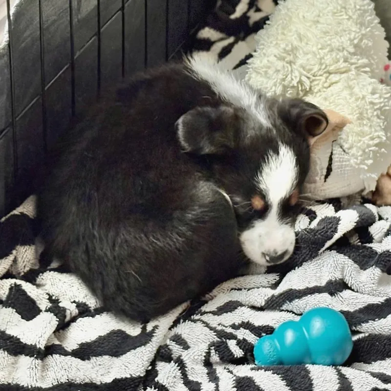 Ginger Tail thumbnail 4