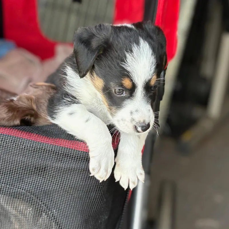 Ginger Tail thumbnail 5