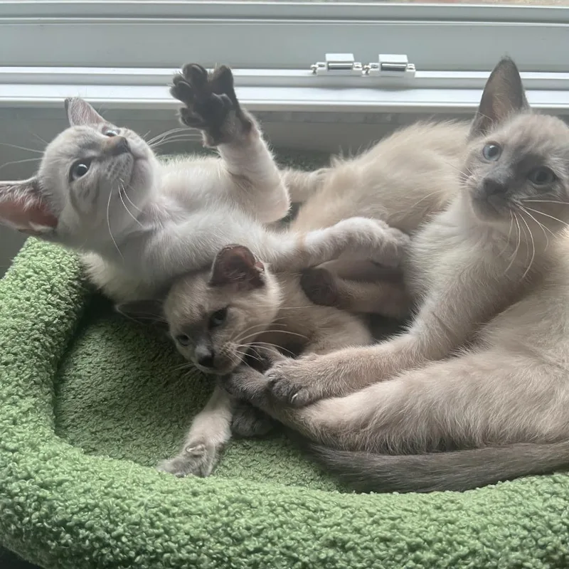 A baby medium-sized male Domestic Short Hair cat named Marco for adoption in New York, NY