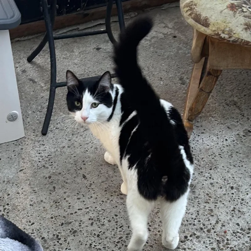 Piper
