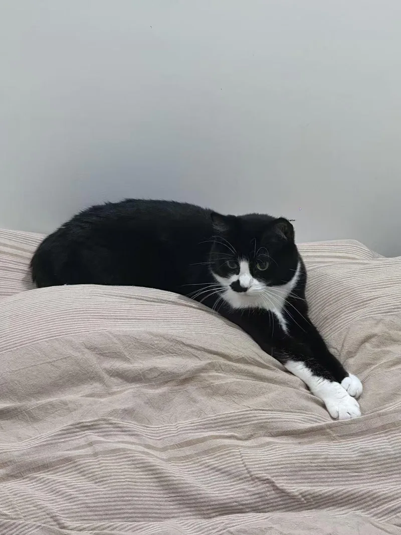 An adult medium-sized female Tuxedo cat named Hei for adoption in Flushing, NY