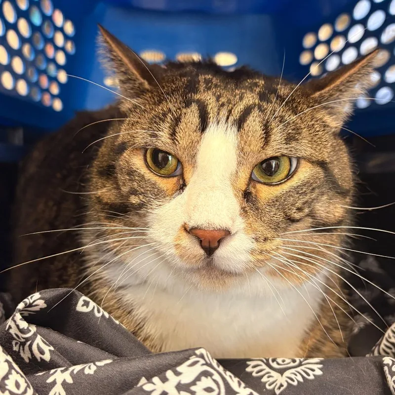 An adult extra large-sized male Gray / Blue / Silver Domestic Short Hair cat named Diego for adoption in Fairport, NY