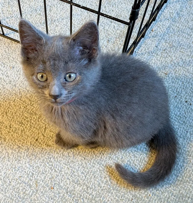 A baby medium-sized female Domestic Short Hair cat named Esther for adoption in Wadsworth, OH