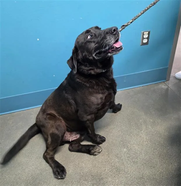 An adult medium-sized male Labrador Retriever dog named Prince for adoption in Houston, TX