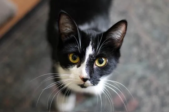 Blessing thumbnail 3