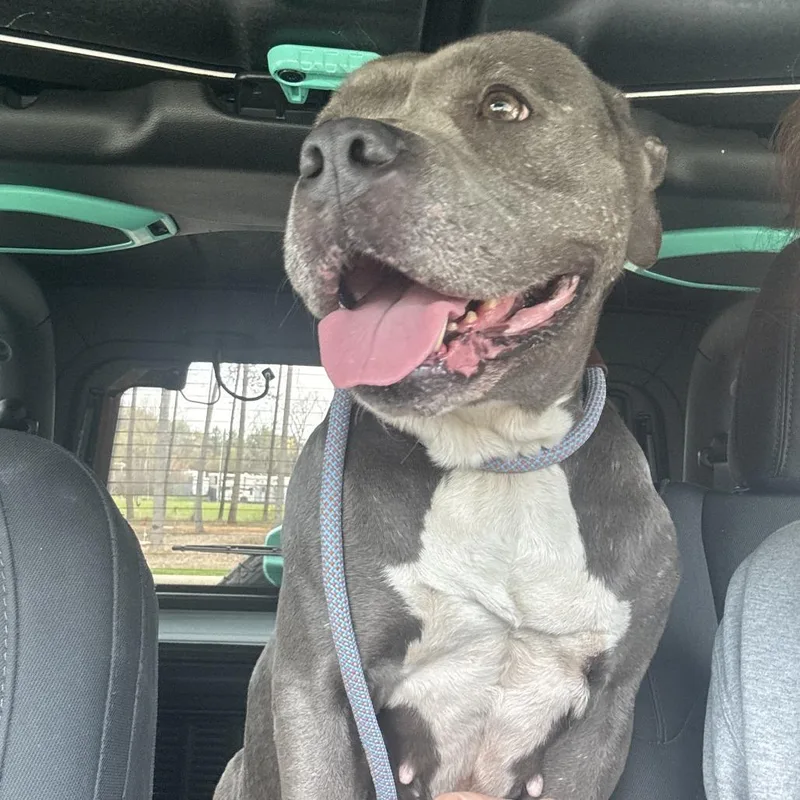 An adult medium-sized female Gray / Blue / Silver Pit Bull Terrier dog named Hope for adoption in Greensboro, NC