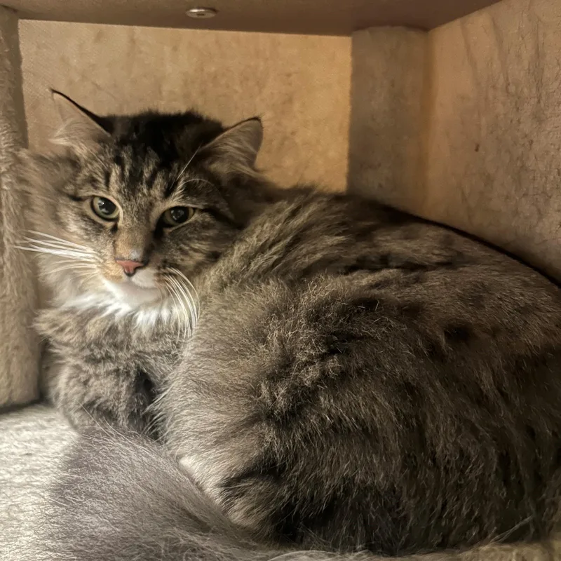 An adult medium-sized male Domestic Medium Hair cat named Tabby Two for adoption in Quilcene, WA