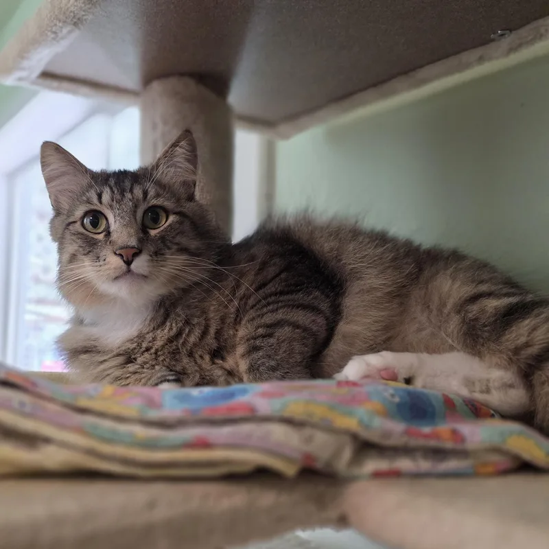 Tabby Two thumbnail 3