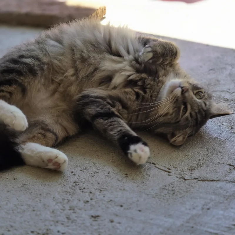 Tabby Two thumbnail 6