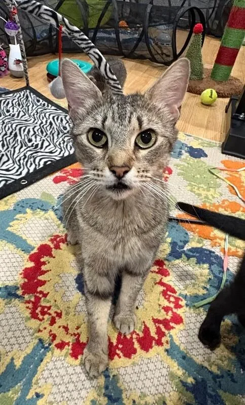 An adult medium-sized female Tabby (Brown / Chocolate) Domestic Short Hair cat named Mrs. Patricia for adoption in North Babylon, NY
