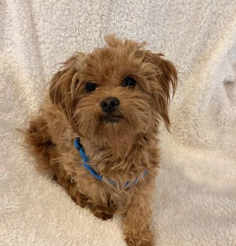 A baby small-sized male Red / Chestnut / Orange Maltipoo dog named Willy for adoption in Henderson, NV