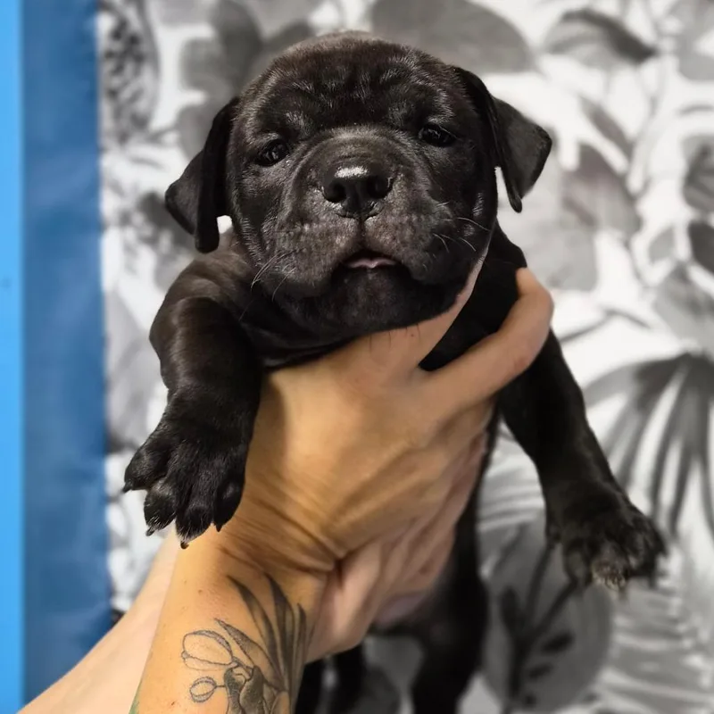 A baby small-sized male Black American Bulldog dog named Roxy for adoption in Wahiawa, HI