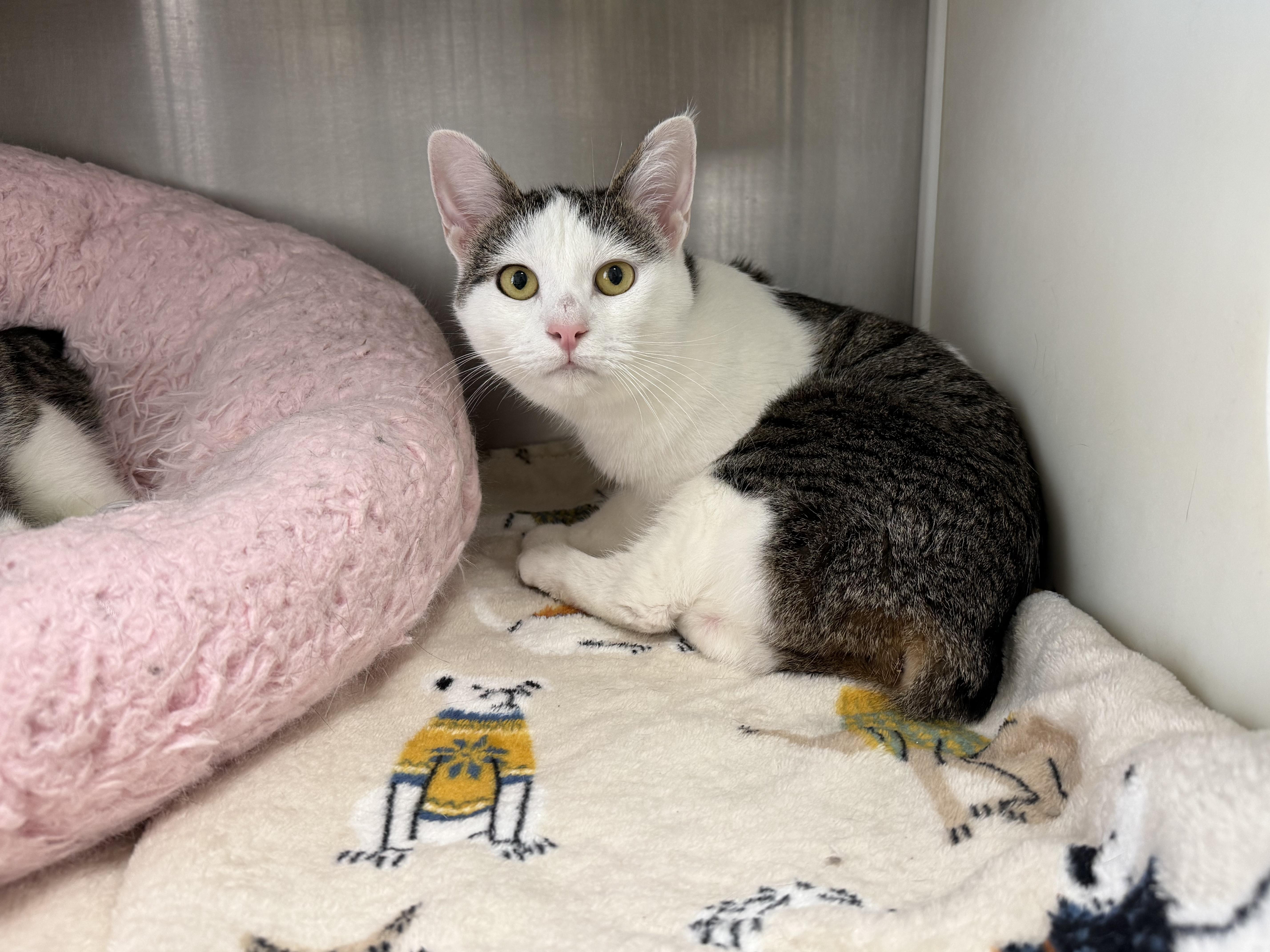 An adult medium-sized female Tabby (Brown / Chocolate) American Bobtail cat named Brittany for adoption in Frankfort, IN
